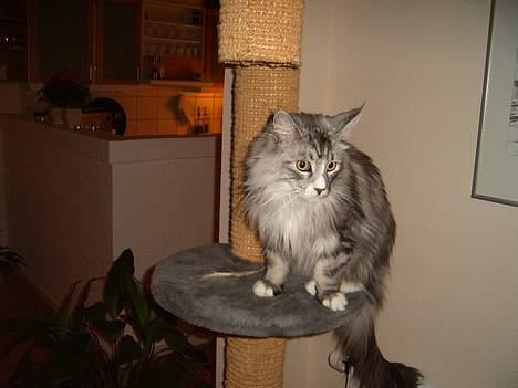 Maine Coon William - Puh ha der er langt ned, hader at hoppe ned, men hvis jeg bliver siddende længe nok henter de mig og hjælper mig ned :0)  billede 9