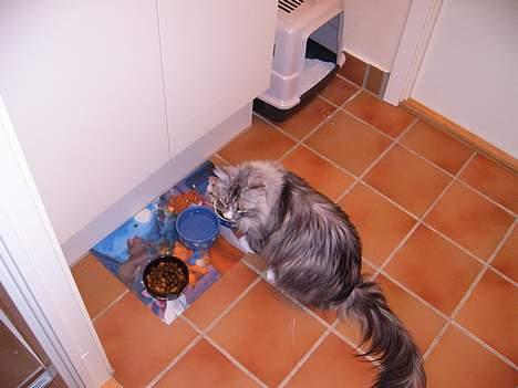Maine Coon William - Her sidder jeg for en gangs skyld og spiser min mad ved skålen ellers skal det ud på gulvtæppet! Dårlig vane billede 10