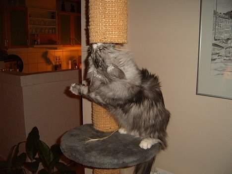 Maine Coon William - Hmm hvad mon der lugter af her!  billede 11