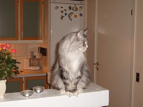 Maine Coon William billede 12