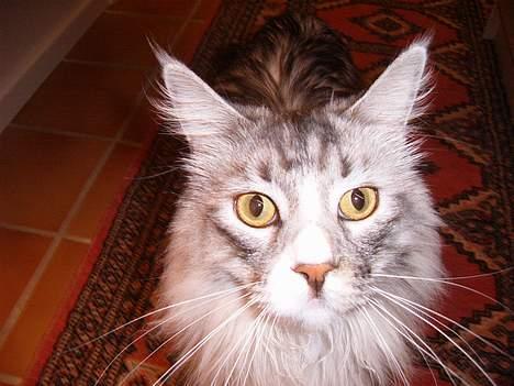 Maine Coon William - Close up!  billede 13