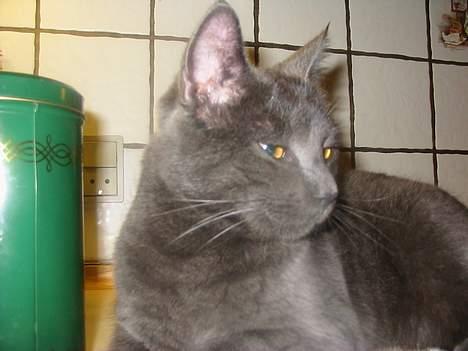 Huskat Mads billede 14