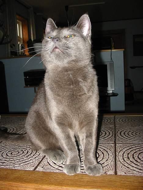 Huskat Mads billede 15