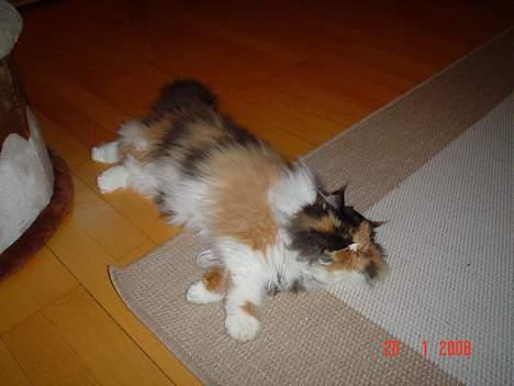 Perser Fiona billede 14