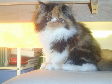 Perser Fiona - En af de første dage hjemme hos min nye mor og far:-) billede 15