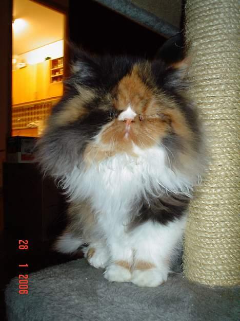 Perser Fiona billede 16