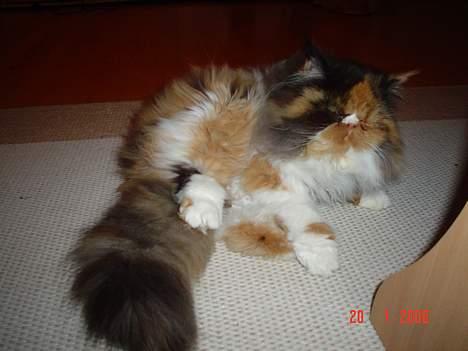 Perser Fiona billede 17