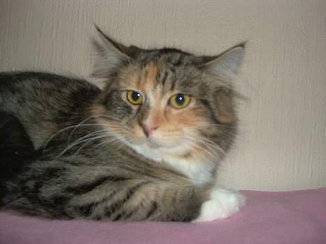 Maine Coon Misseline - Jeg kan altså også blive sur billede 17