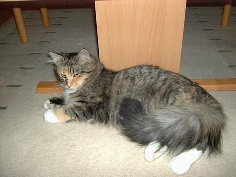 Maine Coon Misseline - slapper lige ligt af billede 18