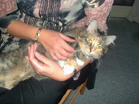 Maine Coon Misseline - dejlig at ligge i arm........ billede 19