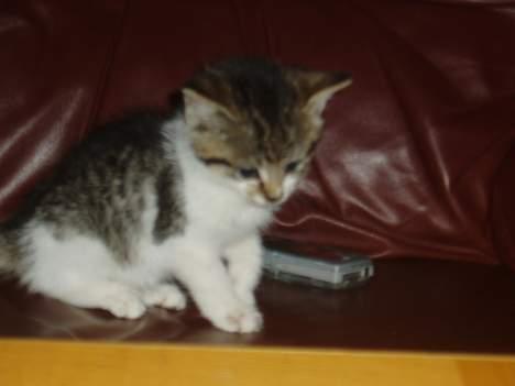 Blanding af racer Lille Mis  billede 5