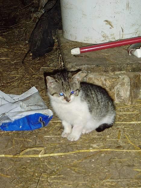 Blanding af racer Lille Mis  billede 7