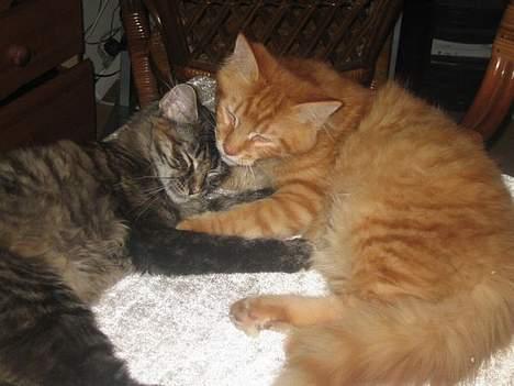 Maine Coon MarQius billede 2