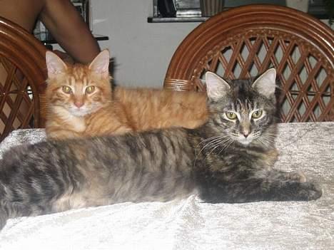 Maine Coon MarQius billede 3