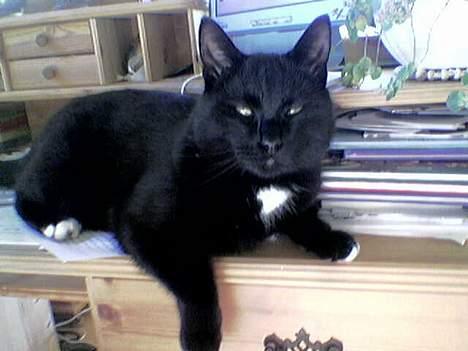 Blanding af racer Oliver - Er han ikke sød?? billede 1