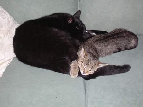 Blanding af racer Oliver - Oliver og Frederik billede 2