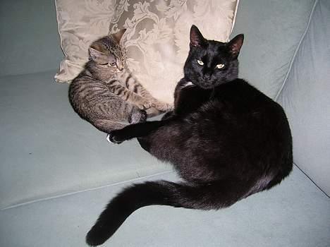 Blanding af racer Oliver - Oliver og Frederik billede 4