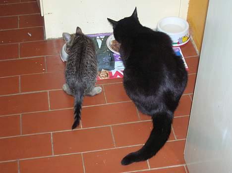 Blanding af racer Oliver - Så er der mad... billede 5