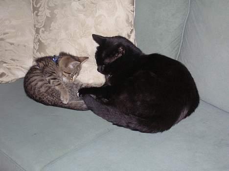 Blanding af racer Oliver - Oliver og Frederik billede 6