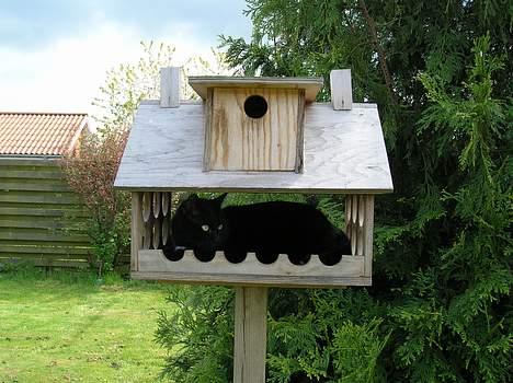 Blanding af racer Oliver - Hmm man ser godt herfra... billede 7