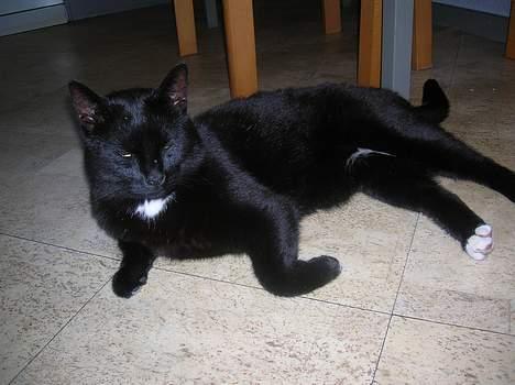 Blanding af racer Oliver - Oliver i køkkenet billede 9