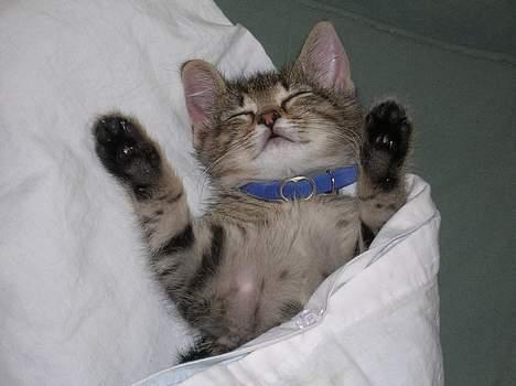 Blanding af racer Frederik - Ihh er han ikke sød..?? billede 1