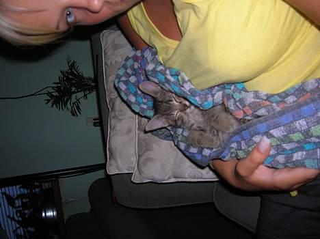 Blanding af racer Frederik - Lige da vi havde fået ham, han var lidt bange. billede 2