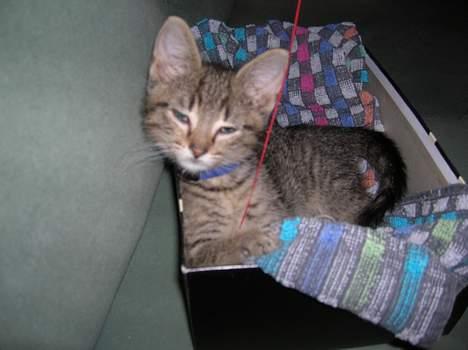 Blanding af racer Frederik - Meget opmærksom... billede 3