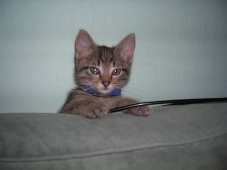 Blanding af racer Frederik - Hmm... mon der er nogen fisk her..??? billede 4