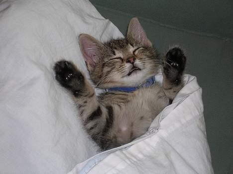 Blanding af racer Frederik - Meget træt kat.. billede 5