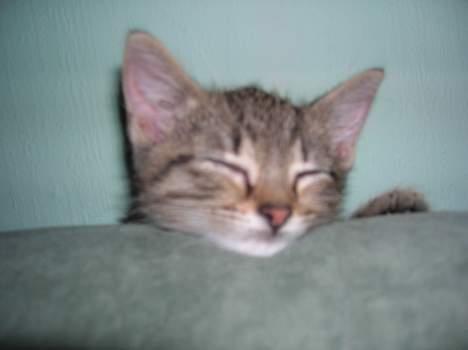 Blanding af racer Frederik - Træt igen  billede 6