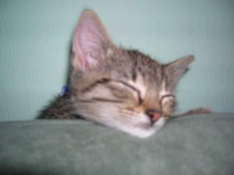 Blanding af racer Frederik - Træt igen igen billede 7