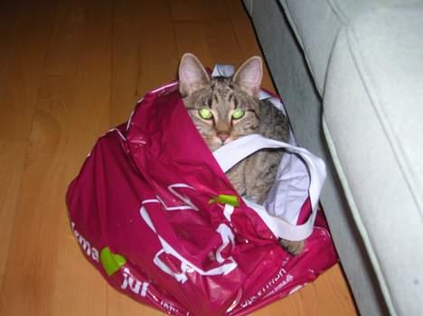 Blanding af racer Frederik - Frede på jagt i plastikposen billede 8