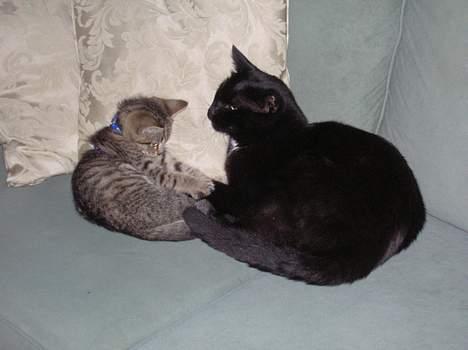 Blanding af racer Frederik - Frederik og Oliver billede 9