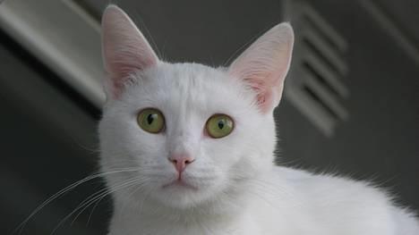 Huskat Wichapi - *NYT* (Taget d. 6. april ´07) billede 1