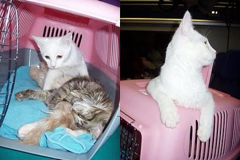 Huskat Wichapi billede 2