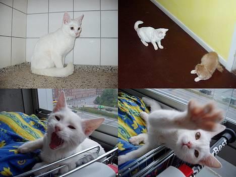 Huskat Wichapi billede 3