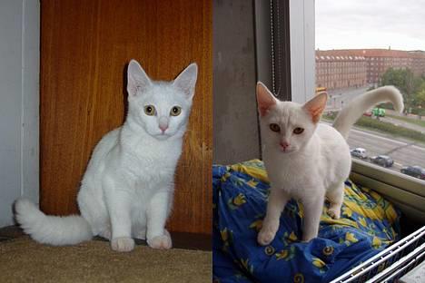 Huskat Wichapi billede 4