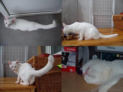 Huskat Wichapi billede 5