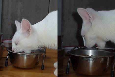 Huskat Wichapi billede 6