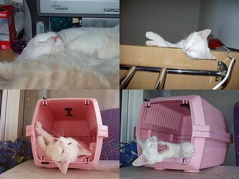 Huskat Wichapi billede 8