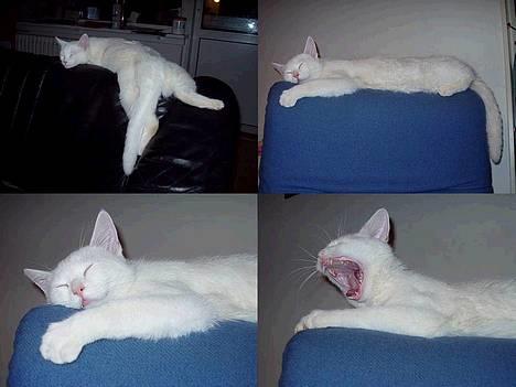 Huskat Wichapi billede 9