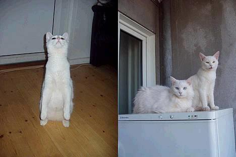 Huskat Wichapi billede 10