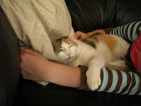 Blanding af racer Kisser - Årh jeg er træt !  billede 9