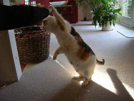 Blanding af racer Kisser - Hvad er det ? :o billede 10