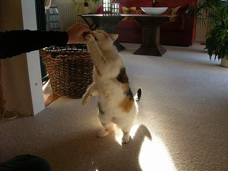 Blanding af racer Kisser billede 11