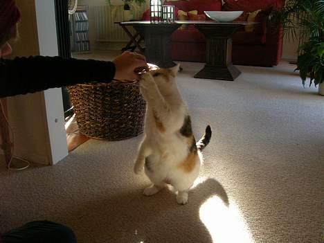 Blanding af racer Kisser billede 12