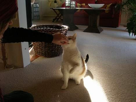 Blanding af racer Kisser - Skal vi lege ? 8) billede 13