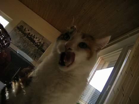 Blanding af racer Kisser - Mmmm mad?! :D  billede 14