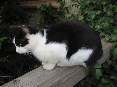 Blanding af racer Tor  - Ingen hale;o) billede 1